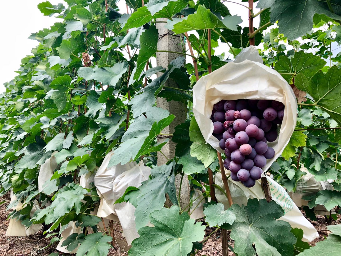 Vanguard Reveals Shifting Table Grape Landscape in China Produce Report
